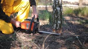 Best Tree Health Inspection  in Priceville, AL