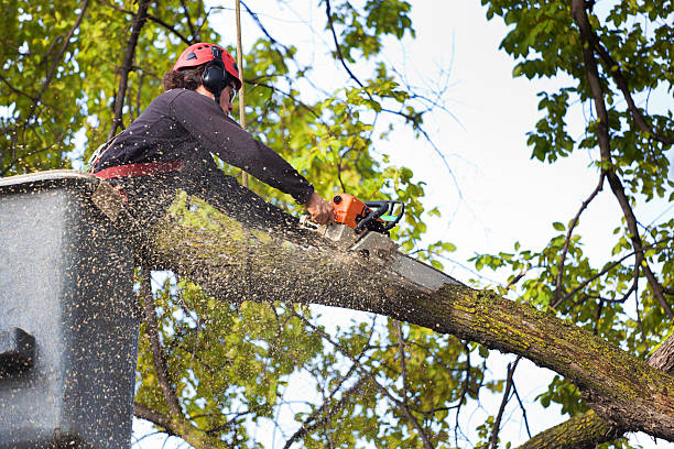  Priceville, AL Tree Services Pros